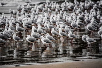 Seagulls