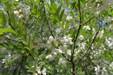 Blütenstand der Robinie