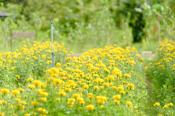 Marigold Flower Garden