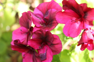 nice natural flowers 