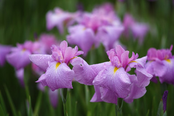 雨上がりの花菖蒲