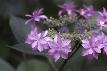 Fototapeta premium 雨上がりの紫陽花