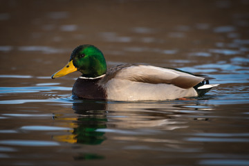 Mallard Duck swimming