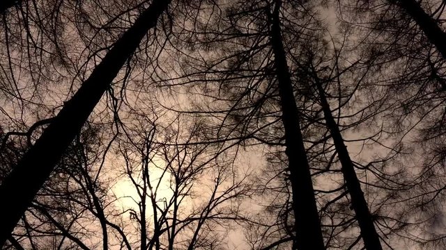 大木と雲　タイムラプス