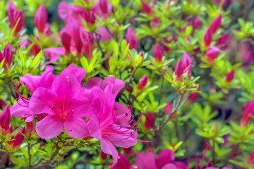 Fototapeta premium ツツジの花