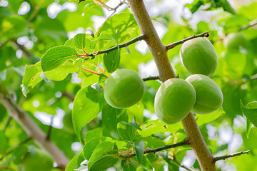 梅の実　梅の木