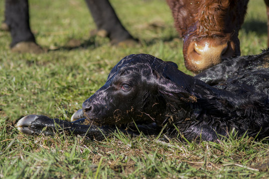 Fresh Newborn Calf