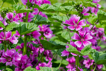 ウスベニアオイの花