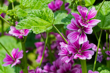 Obraz premium ウスベニアオイの花