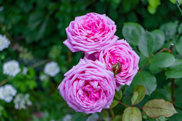 バラの花