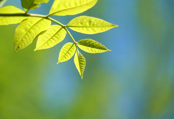fresh green leaves growing in spring under sunlight