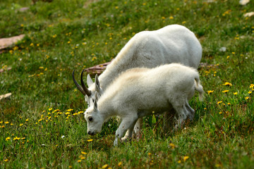 mountain goats feeding in glacier national park, montana