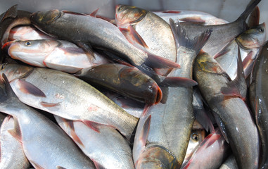 close up on live fish for sale