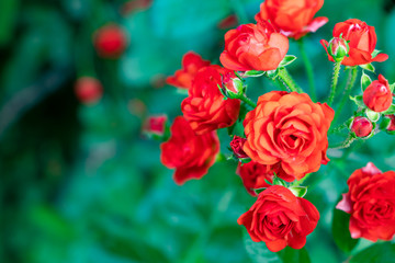 バラの花