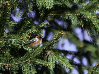 Bay-breasted Warbler in Spring