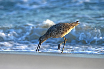 St Andrews St Park, Willet on shore