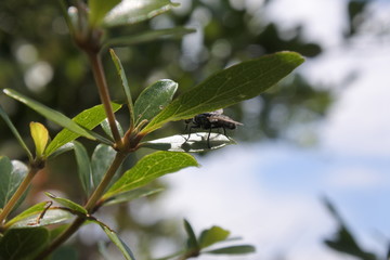 Fototapeta premium Oko muchy pomarańczowe
