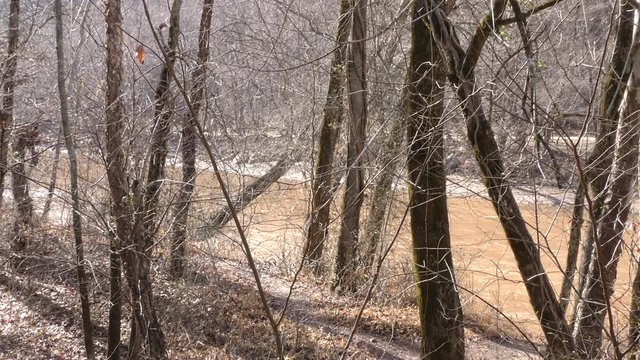Georgia, Olde Rope Mill Rd Park, Looking downstream Little River through trees