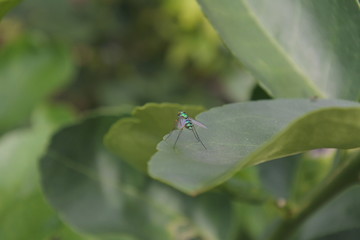 mini  Green insect
