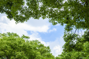 新緑の木々と青空