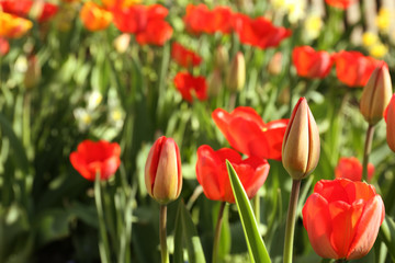 Beautiful blossoming tulips on sunny spring day outdoors