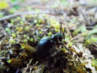 ツチハンミョウ tiger beetle