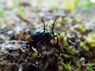 ツチハンミョウ tiger beetle