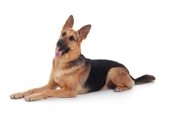Adorable German shepherd dog on white background