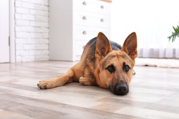 Adorable German shepherd dog lying on floor indoors