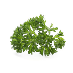 Fresh green parsley on white background