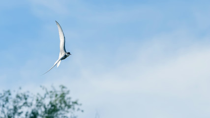 Little Tern Fly Sterna albifrons - obrazy, fototapety, plakaty