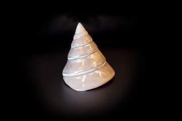 Mother of pearl conical pyramid Calliostoma seashell