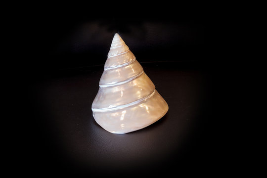 Mother of pearl conical pyramid Calliostoma seashell