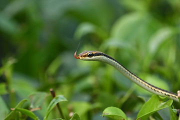 tree snake / serpent Inde