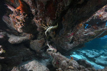 Lobster (Florida Keys, US)