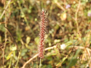 Pennisetum alopecuroides (Fountain Grass)