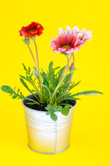 Fototapeta premium Beautiful pink flower in metal pot on bright pastel background