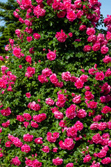 Fototapeta premium red roses in spring