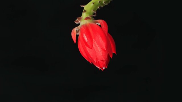 TIme Lapse Flower. Nopalxochia ackermannii Kunth, Red cactus flowers on a black background. Timelapse