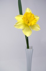 One yellow daffodil in a glass white vase.