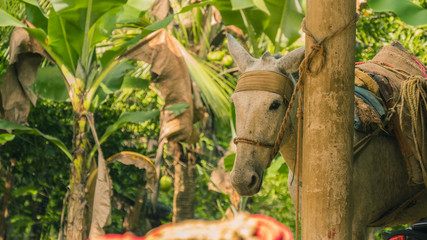 horse