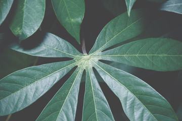 Background leaves dark tones