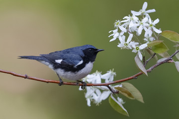 Male Black-throated Blue Warbler perched on a serviceberry branch