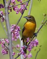 Female Baltimore Oriole perched in an Eastern Redbud tree