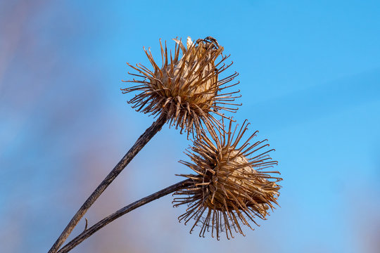 Closeup On Dry Burdock Seed Head Or Burr Against Blue Sky