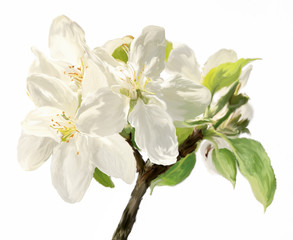 brush stroke painting branch of white apple flowers