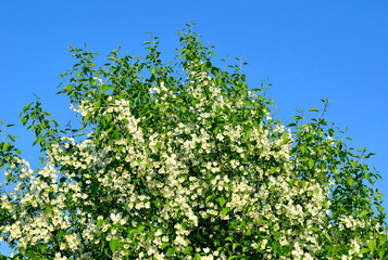 Fototapeta na wymiar Blooming apple tree against the blue sky