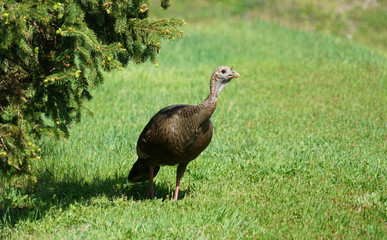 close up on the wild turkey walking on the meadow