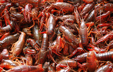 close up on the small red lobsters