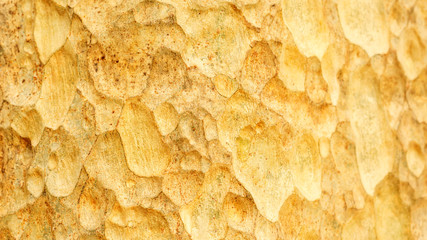 Close up of a bark of Lagerstroemia floribunda tree for a background.